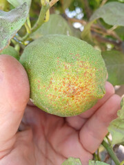 Supervisor tests lemon fruit damaged by Egyptian black scale insect or Circular scale, Chrysomphalus aonidum (Hemiptera: Coccidae) on an agricultural plantation
