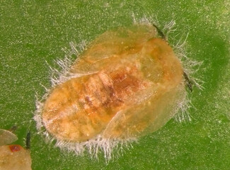 Asian citrus psyllid, Diaphorina citri (Hemiptera: Liviidae). Nymph on a citrus leaf