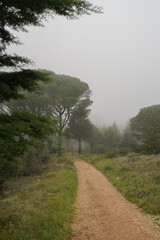 A dirt path winds through a misty forest, framed by dark foliage. Tall trees fade into the fog, creating a serene, slightly mysterious atmosphere.