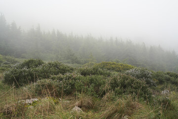 A misty mountain landscape features dense evergreen forest and low-lying shrubs. Fog obscures the distant peaks, creating a serene and atmospheric scene.