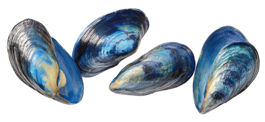 Vibrant blue mussel shells arranged in a group