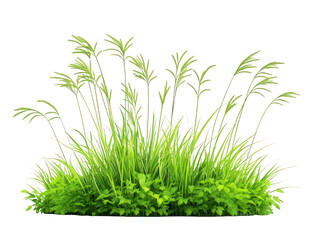 Obraz premium 3D render of long grass and small bushes