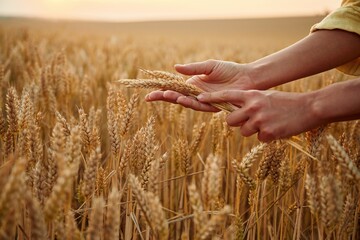 Side close up view of woman's hands that is holding wheat on the field © standret