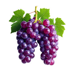 Fototapeta premium A vibrant cluster of dark purple grapes, plump and juicy, hangs from a vine with lush green leaves, isolated against a black background