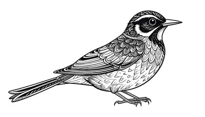 Detailed line drawing of a bird