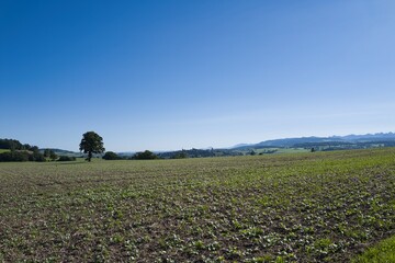 Panorama in Switzerland of a field with tree under blue sky