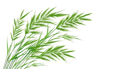 Fototapeta premium Decorative ornamental grass