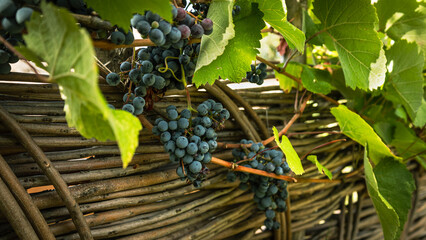Ripe grapes hanging on the vine over a traditional wicker fence in Georgia. A symbol of natural farming and ancient winemaking heritage © Anna