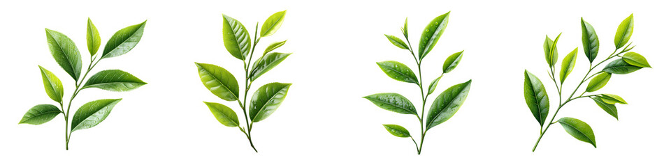 Fresh Tea Leaves, Isolated on White Background, Studio Shot