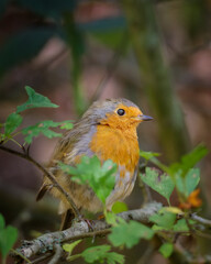A charming Robin Red Breast (Erithacus rubecula), perched at Hauxley Nature Reserve, Northumberland, September 2025. 
