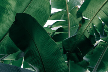 tropical banana leaf, green nature background