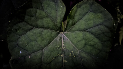 Chayote green leaf macro background