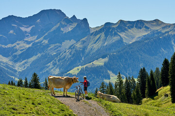 happy senior woman riding her electric mountain and meeting a herd of cows, in the Bregenz Forest mountains near village of Au of Vorarlberg, Austria
