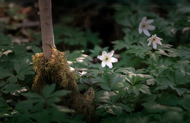 Sweden - Close-up of single Wood Anemones on green forest floor 