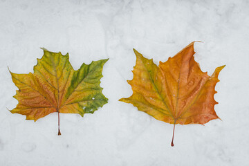 The image depicts two vibrant autumn leaves, one vivid green and the other bright orange, resting gently on a clean white surface