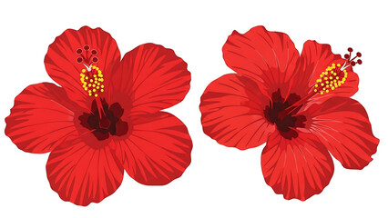 Two vibrant red hibiscus flowers against a black background