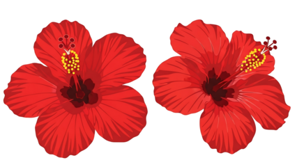 Two vibrant red hibiscus flowers against a black background
