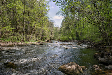 Sweden - The river Järle flowing among lush green forest in nature reserve