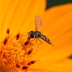 Close-up of a hoverfly on a bright orange flower