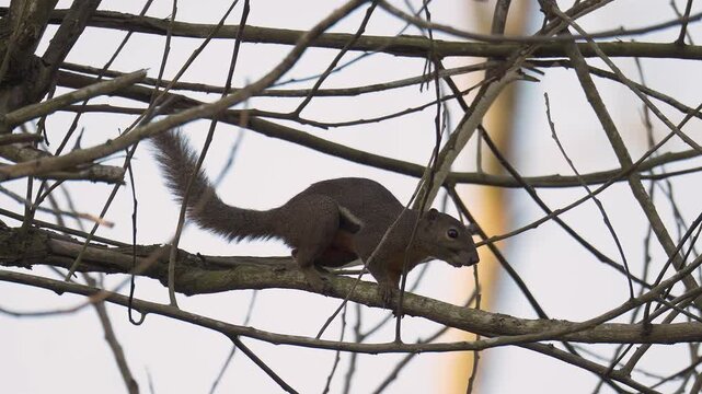 Plantain Squirrel (Callosciurus notatus) on a tree branch. Squirrel dashing across a tree branch in a natural forest. Wildlife