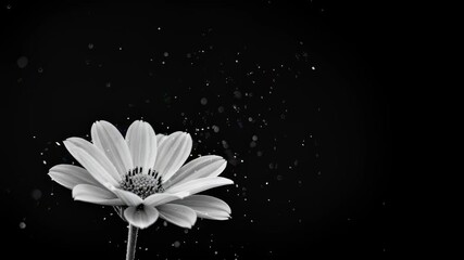 White daisy flower blooming and glistening with water droplets in stunning slow motion footage - Powered by Adobe