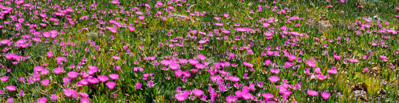 Mittagsblume (Delosperma cooperi) Blumenfeld mit Bl&uuml;ten, Panorama 