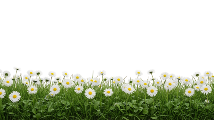 White daisies in a grassy field
