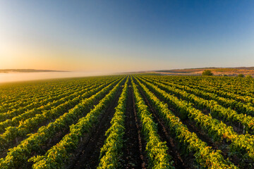 Vineyard rows with green grapevines in morning fog and sunrise light