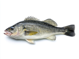 Fototapeta premium Hyper-realistic animation of a European sea bass (Dicentrarchus labrax) full-body side view on white