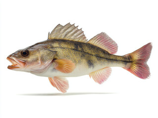 Fototapeta premium Hyper-realistic animation of a zander (Sander lucioperca) full-body straight side view with dorsal spines