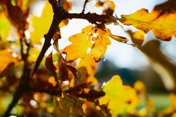 Fototapeta premium Vibrant Color Of The Leaves In Autumn 