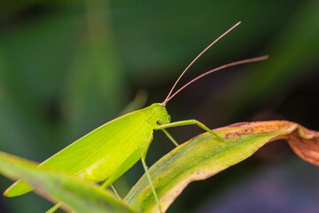 草むらに潜むツユムシ