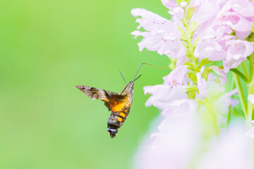高速で飛び回り花の蜜を吸うホウジャク

