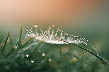 Fototapeta premium Delicate spiderweb adorned with glistening dewdrops on vibrant green grass, bathed in soft morning light. Evokes serenity, new beginnings, and natural beauty.