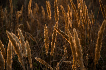 Fototapeta premium Wild Grass Silhouettes Backlit by a Warm Golden Hour Sunset