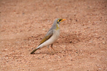A Noisy Miner bird on the ground