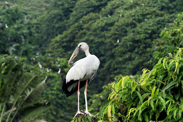 Asian openbill, Bird, Saros, Kulik Bird Raiganj