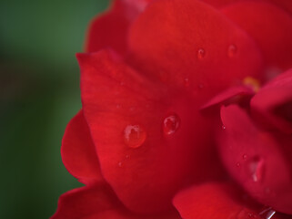 10月に咲いた美しく赤いバラ「グルスアンバイエルン」