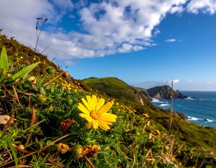 Close-up of yellow flower on coastal hillside
