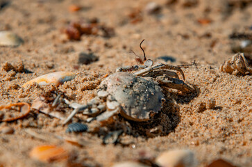The Circle of Life: A Dried Crab Carapace on a Sandy Beach