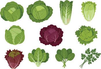 A diverse collection of various cabbages, lettuces, and fresh leafy greens, representing healthy eating, organic produce, and cooking ingredients