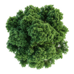 Aerial view of a lush, full, round-shaped tree with dense green foliage, viewed from directly above