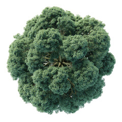 Overhead view of a lush, full, green tree's crown, revealing intricate branch structure