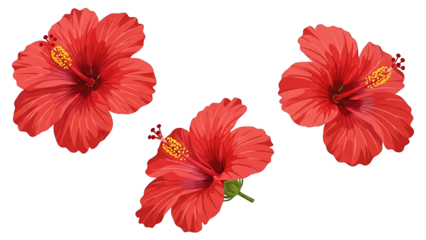 Three vibrant red hibiscus flowers