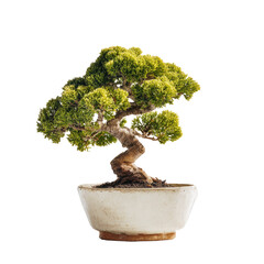 A bonsai tree with vibrant green foliage in a simple white pot