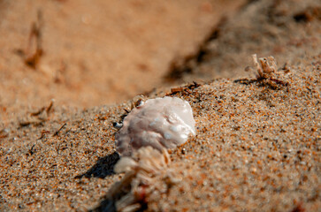 The Circle of Life: A Dried Crab Carapace on a Sandy Beach