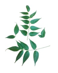 This image shows two fresh neem branches with around 20 healthy green leaves arranged naturally on a clean white background. The neem leaves are vibrant, fresh, and full of natural texture, making the