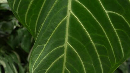 close up shot of Anthurium hybrid leaves, asian made, tropical plants, indoor rare plant with velvet dark green share and big bright white veins along the leaf