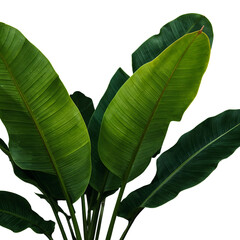 Large green banana leaves with visible veins on black background isolated on a transparent background