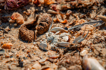 The Circle of Life: A Dried Crab Carapace on a Sandy Beach